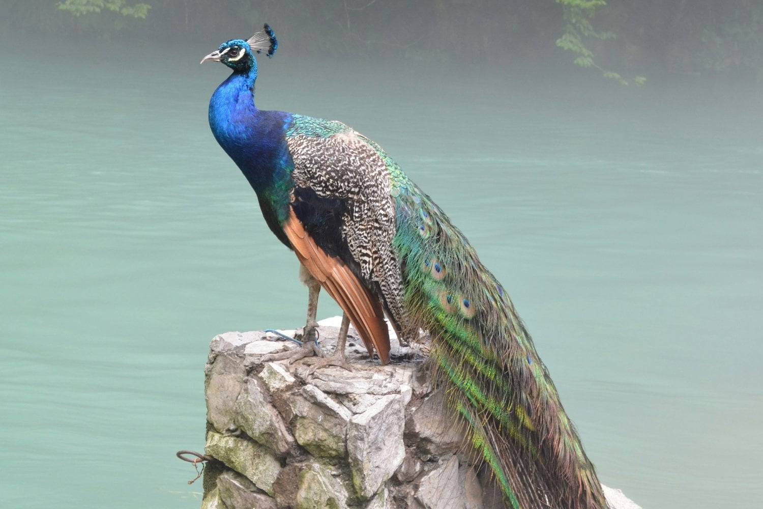 Pavos Reales En El Imperio Bizantino