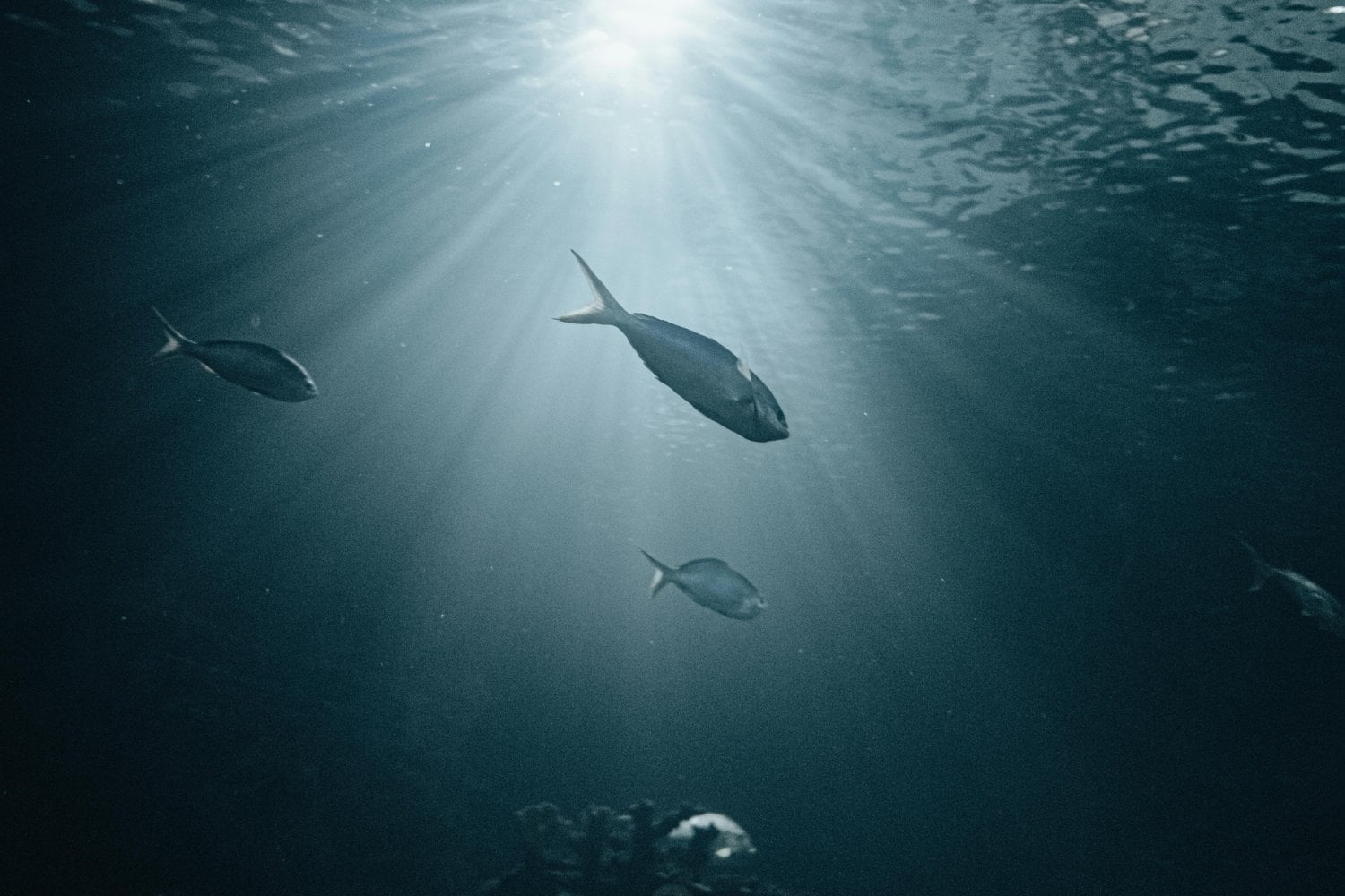 Se Comprime La Vida Marina Al Oscurecerse Los Oceanos