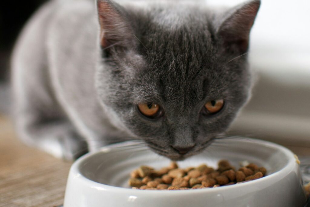 Un Gato Comiendo De Su Plato