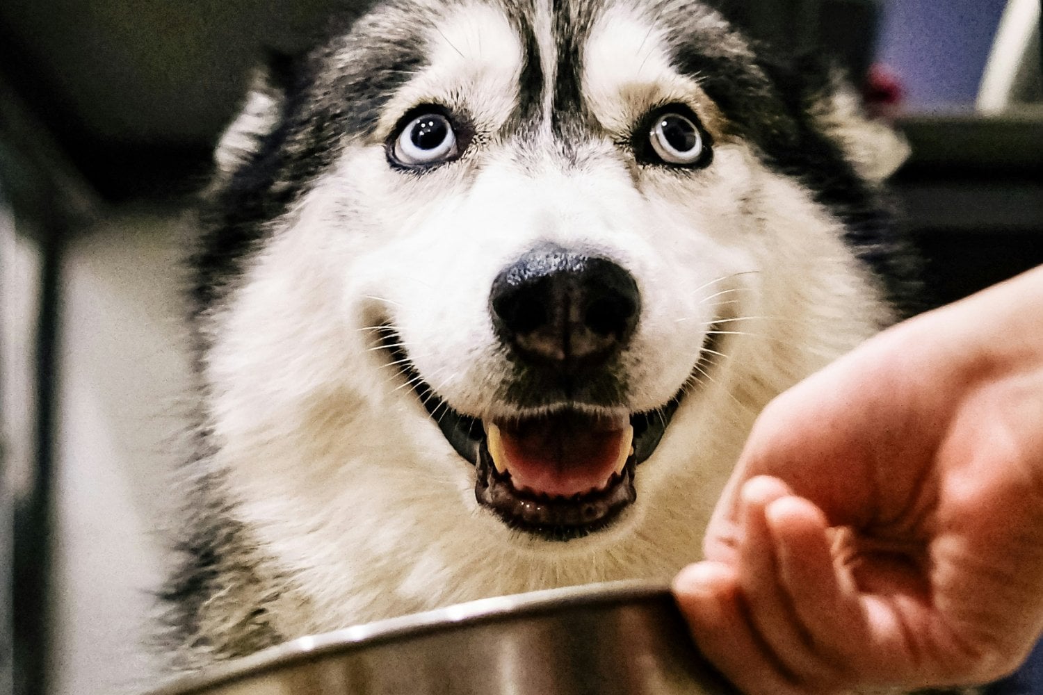 Un Perro Recibiendo Su Comida