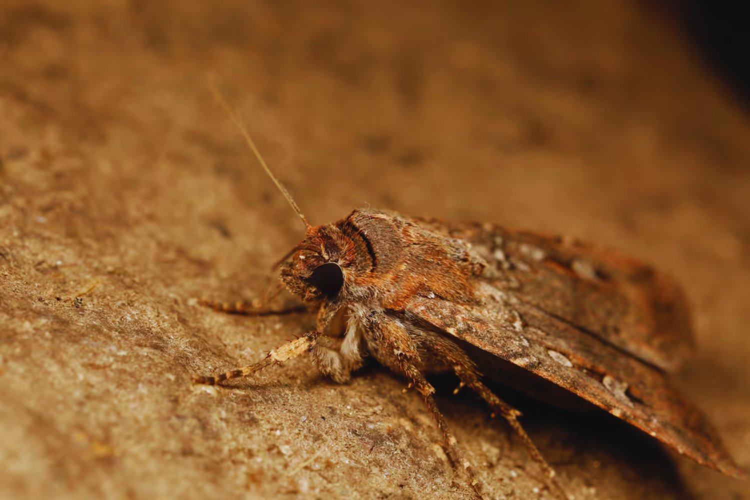 La migración estelar de una polilla: el enigmático GPS celeste del insecto australiano