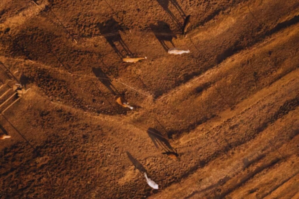 Lo que China liberó en el desierto parecía una locura… pero una década después, todo cambió