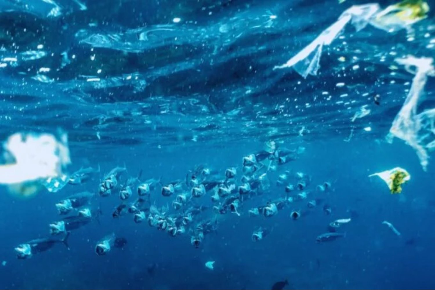 El misterioso hongo marino que podría cambiar para siempre el destino del plástico