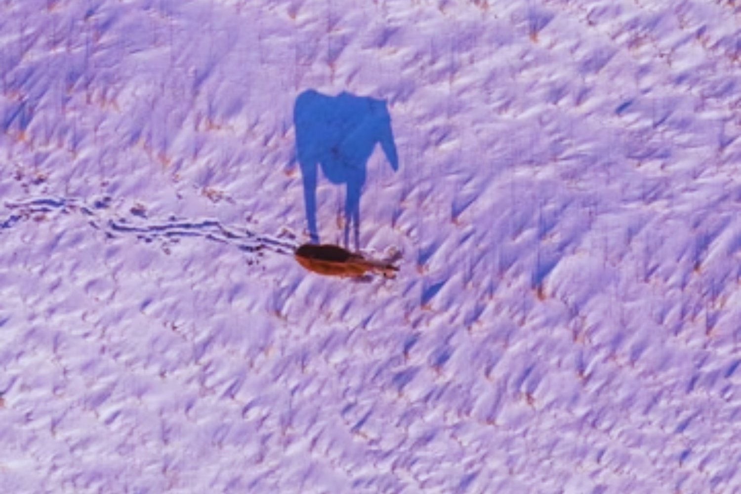 Lo que China liberó en el desierto parecía una locura… pero una década después, todo cambió