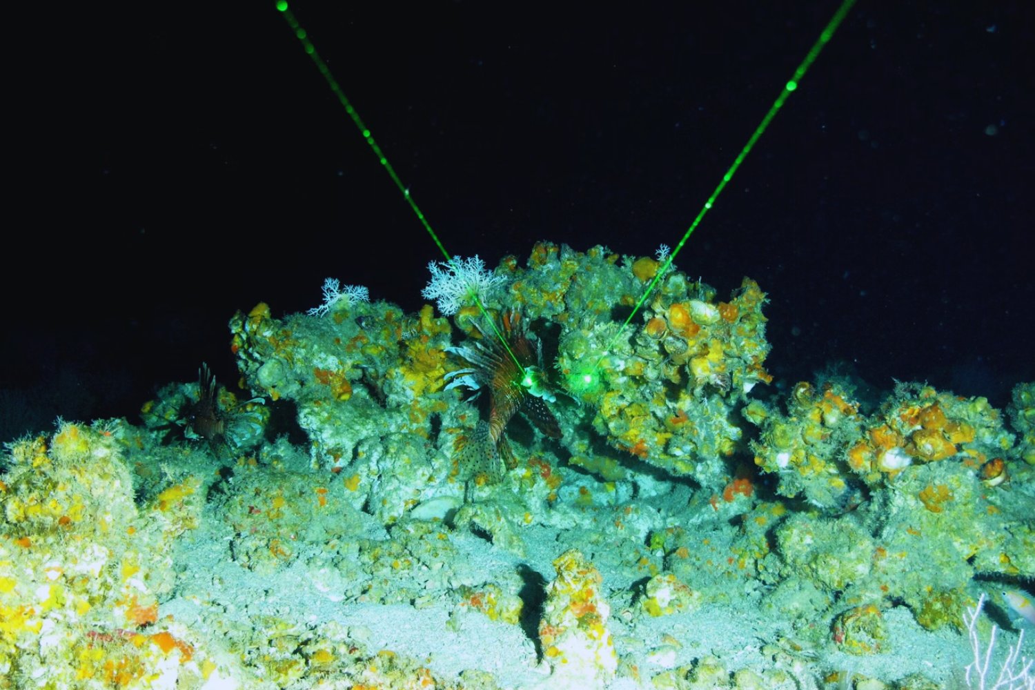 Un volcán submarino al borde de estallar en vivo: así se monitorea el Axial Seamount desde las profundidades del Pacífico