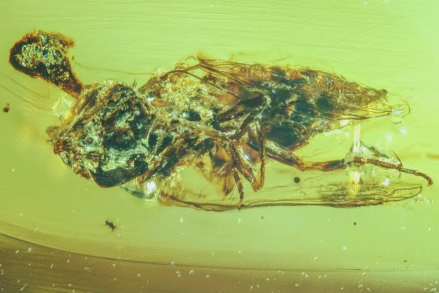 Un hongo “zombi” atrapado en ámbar sugiere que los dinosaurios vivieron rodeados de pesadillas microscópicas
