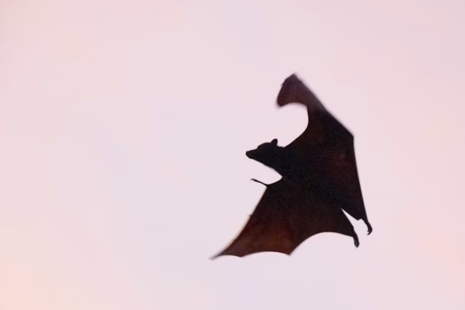 La aldea olvidada que quiere destronar a Drácula: ¿nació en Serbia el primer vampiro?