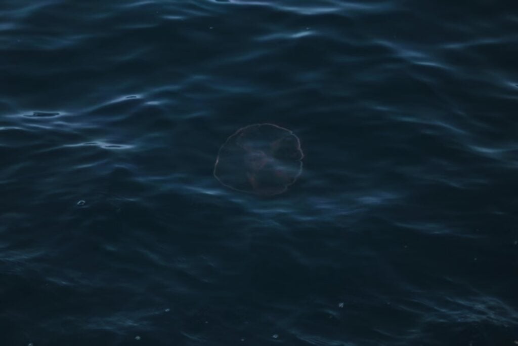 Mientras el impacto que acabó con los dinosaurios deshacía la vida en los océanos, hubo unos animales que apenas cambiaron. Los bivalvos sobrevivieron al colapso como si tuvieran una ventaja que la ciencia aún no termina de entender