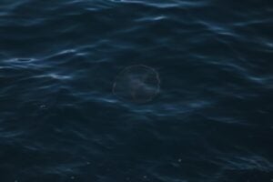 Los moluscos que desafiaron al meteorito: el misterio marino que la ciencia aún intenta explicar