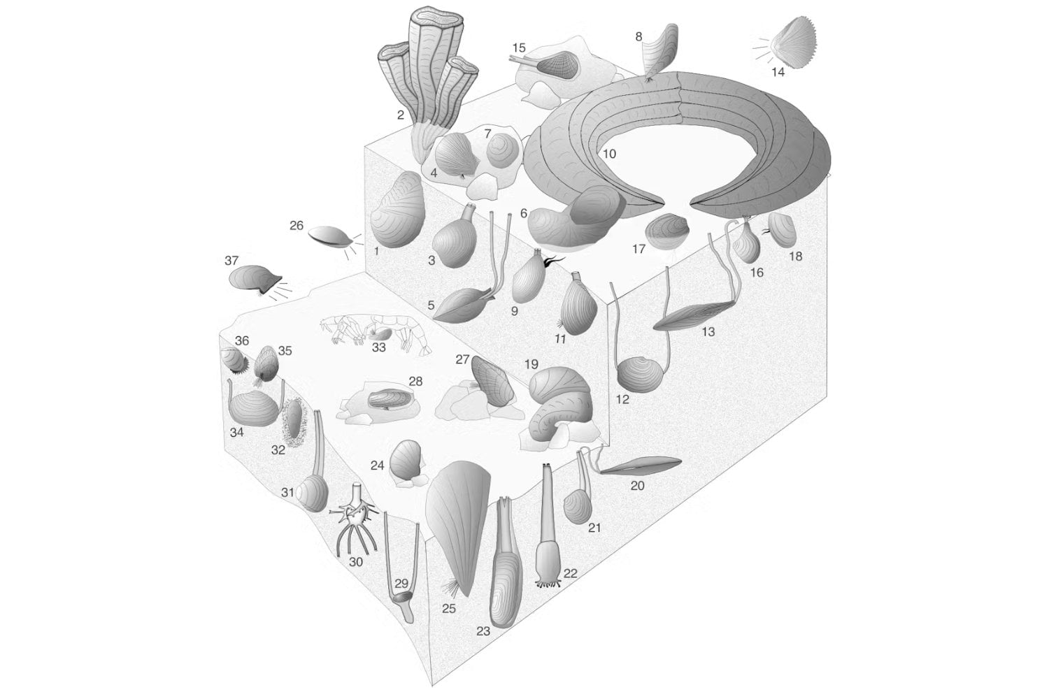 Los moluscos que desafiaron al meteorito: el misterio marino que la ciencia aún intenta explicar