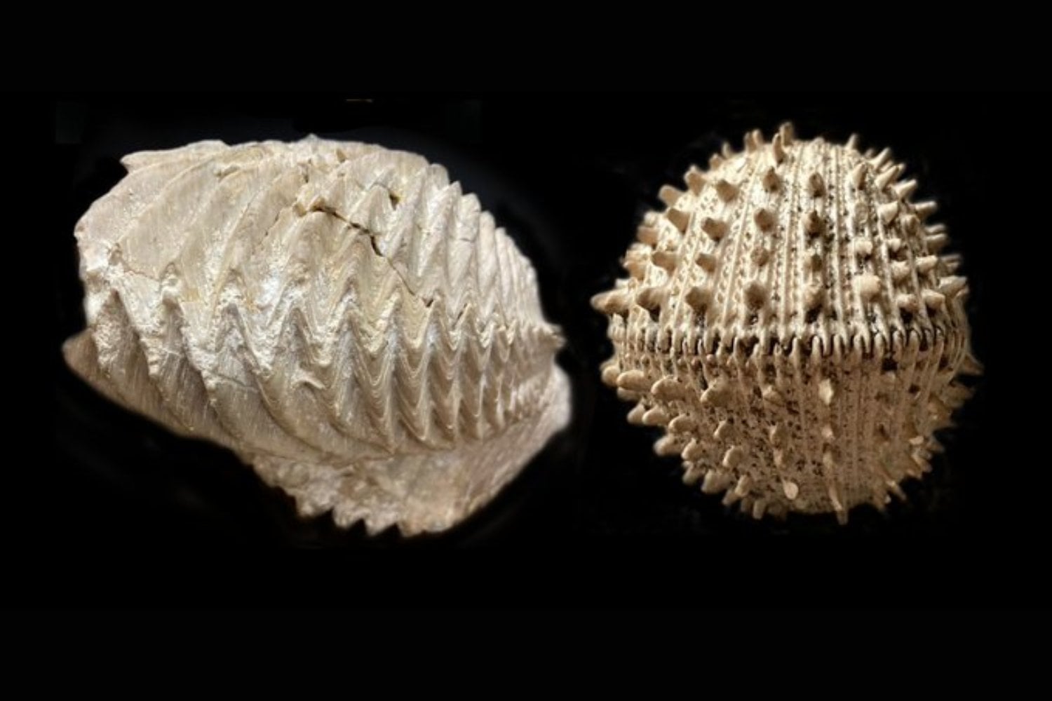 Los moluscos que desafiaron al meteorito: el misterio marino que la ciencia aún intenta explicar