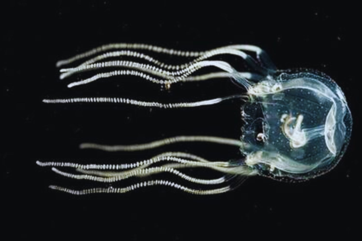 Una criatura con 28 ojos desconcierta a la ciencia: lo que su genoma revela sobre el origen de la visión