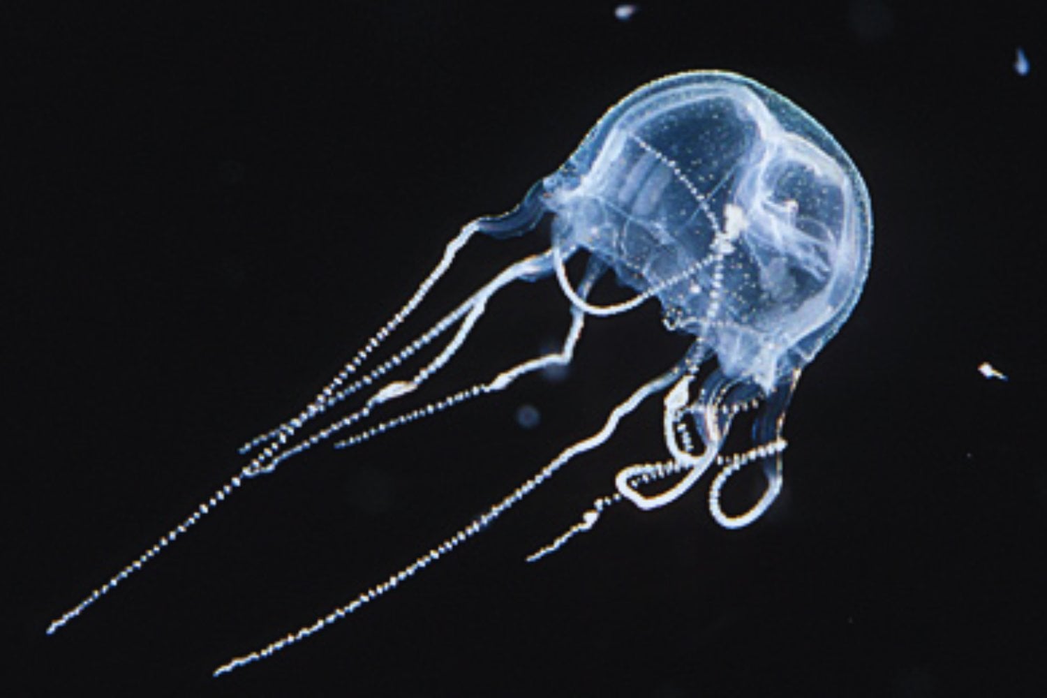 Una criatura con 28 ojos desconcierta a la ciencia: lo que su genoma revela sobre el origen de la visión