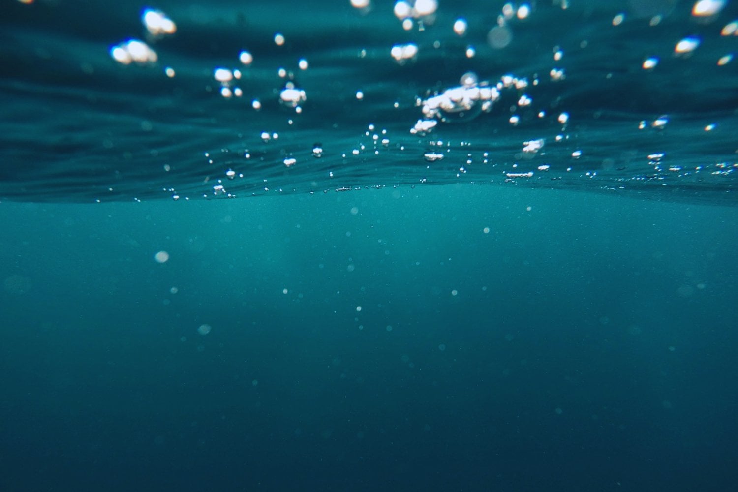 Una criatura con 28 ojos desconcierta a la ciencia: lo que su genoma revela sobre el origen de la visión