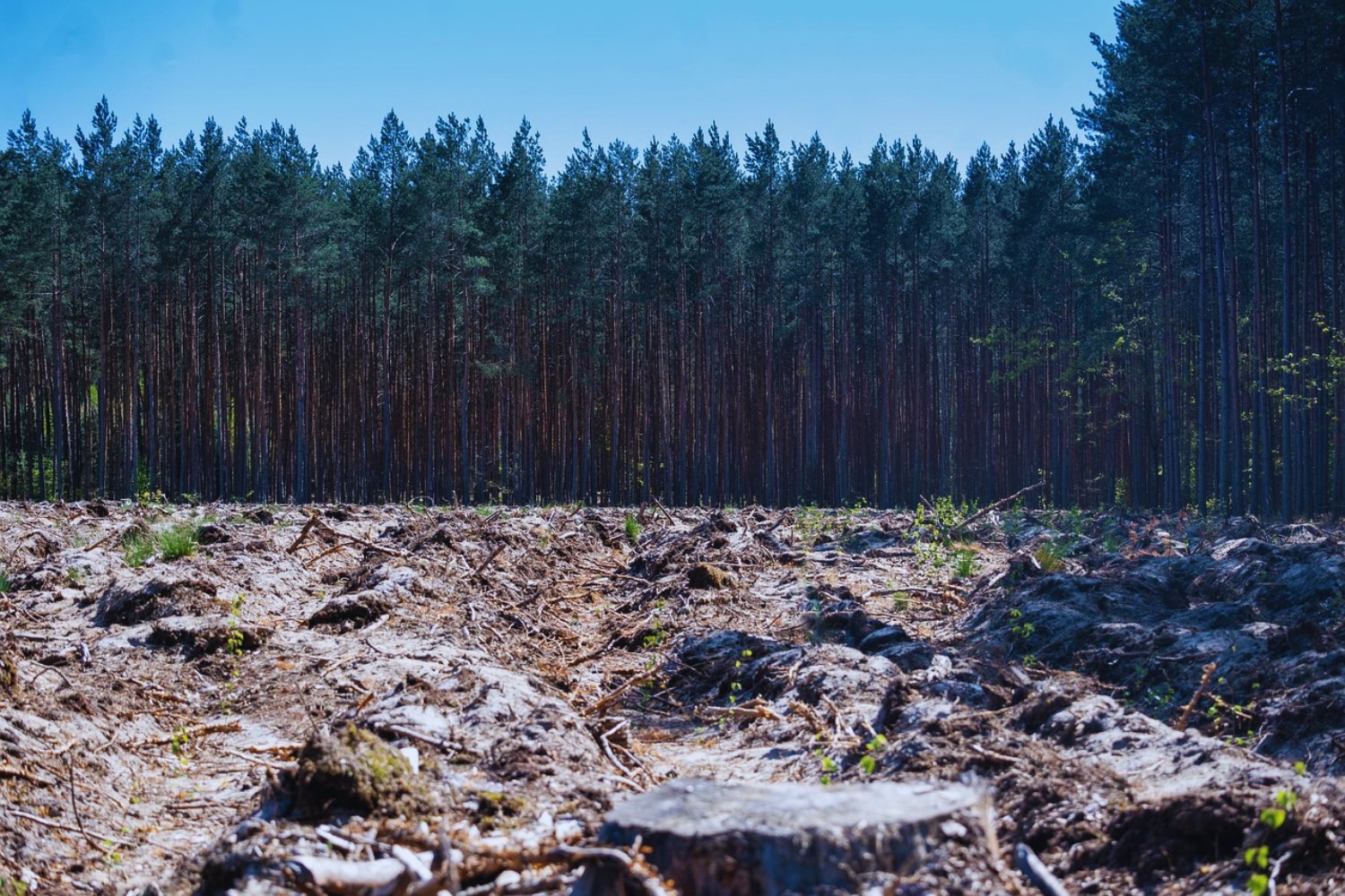 Once veces Lima: el impacto invisible de la deforestación que arrasa la Amazonía peruana