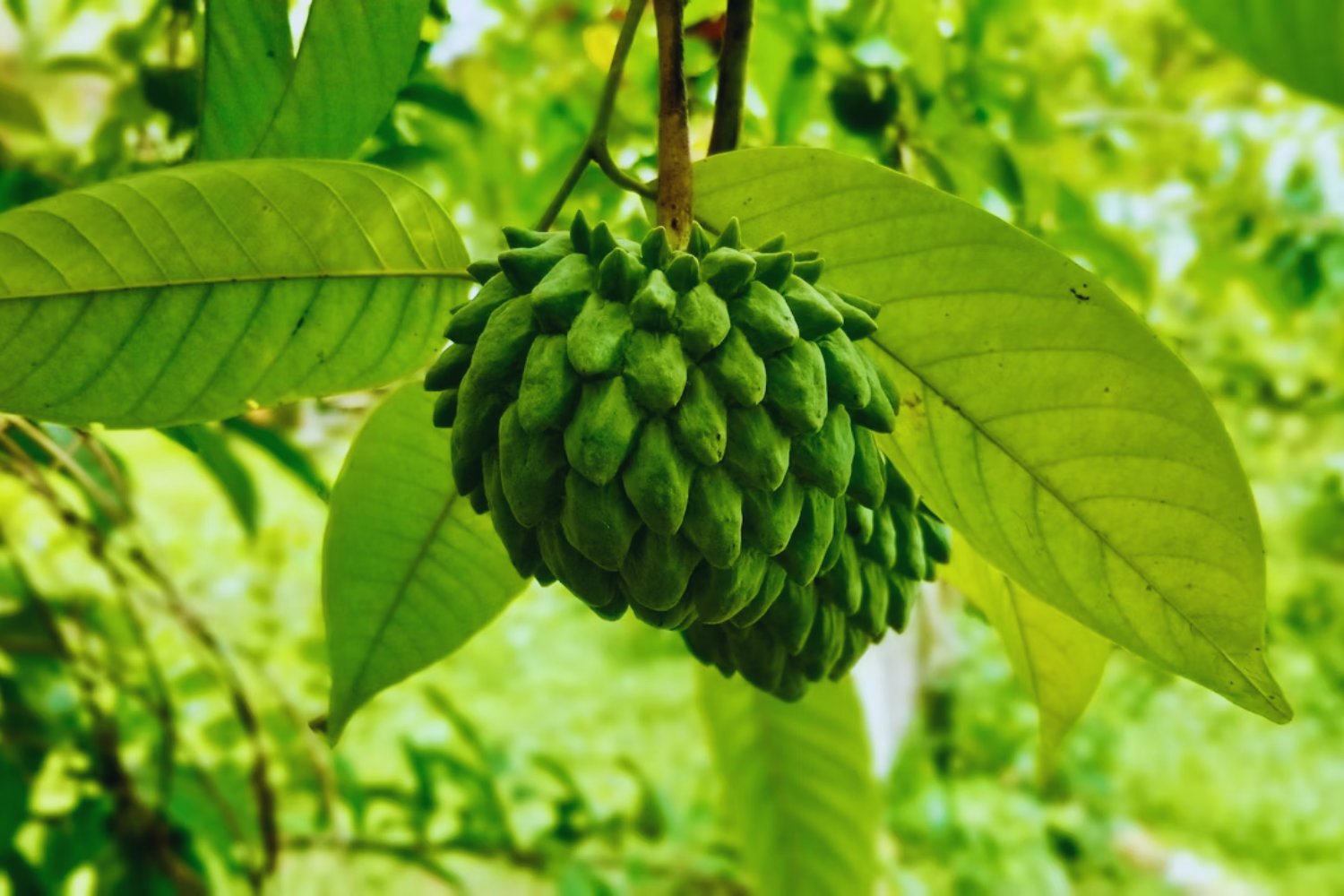 El país invisible que se alimenta solo: la sorprendente autosuficiencia total en Sudamérica - Guayana.
