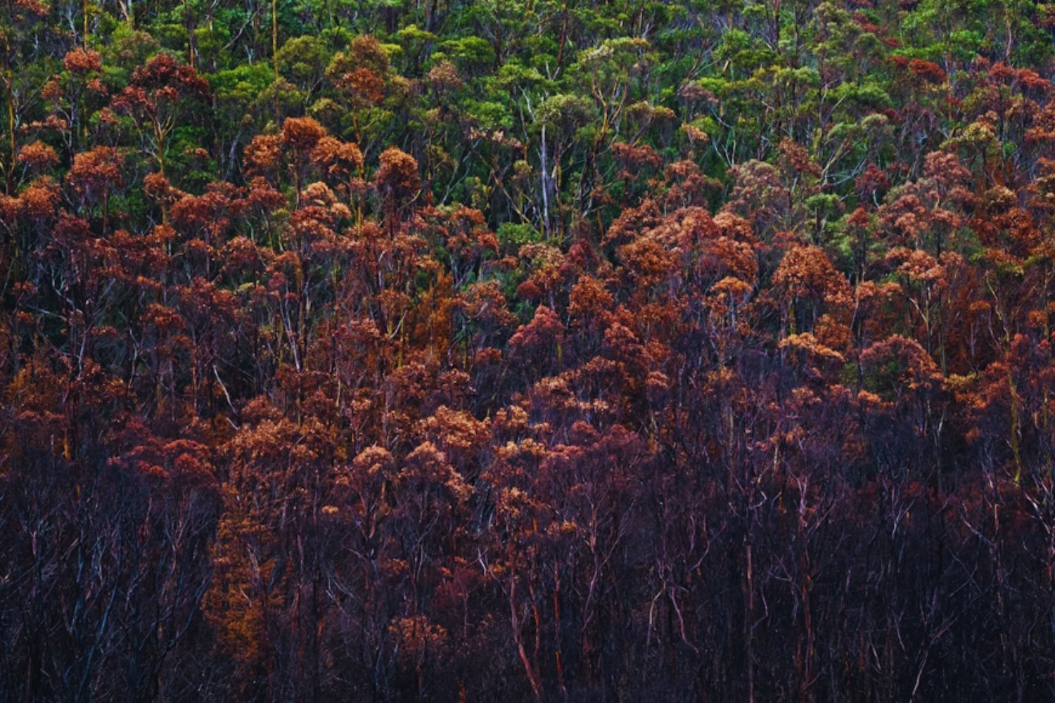 Once veces Lima: el impacto invisible de la deforestación que arrasa la Amazonía peruana
