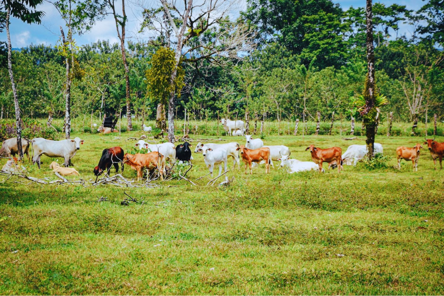 El país invisible que se alimenta solo: la sorprendente autosuficiencia total en Sudamérica - Guayana.