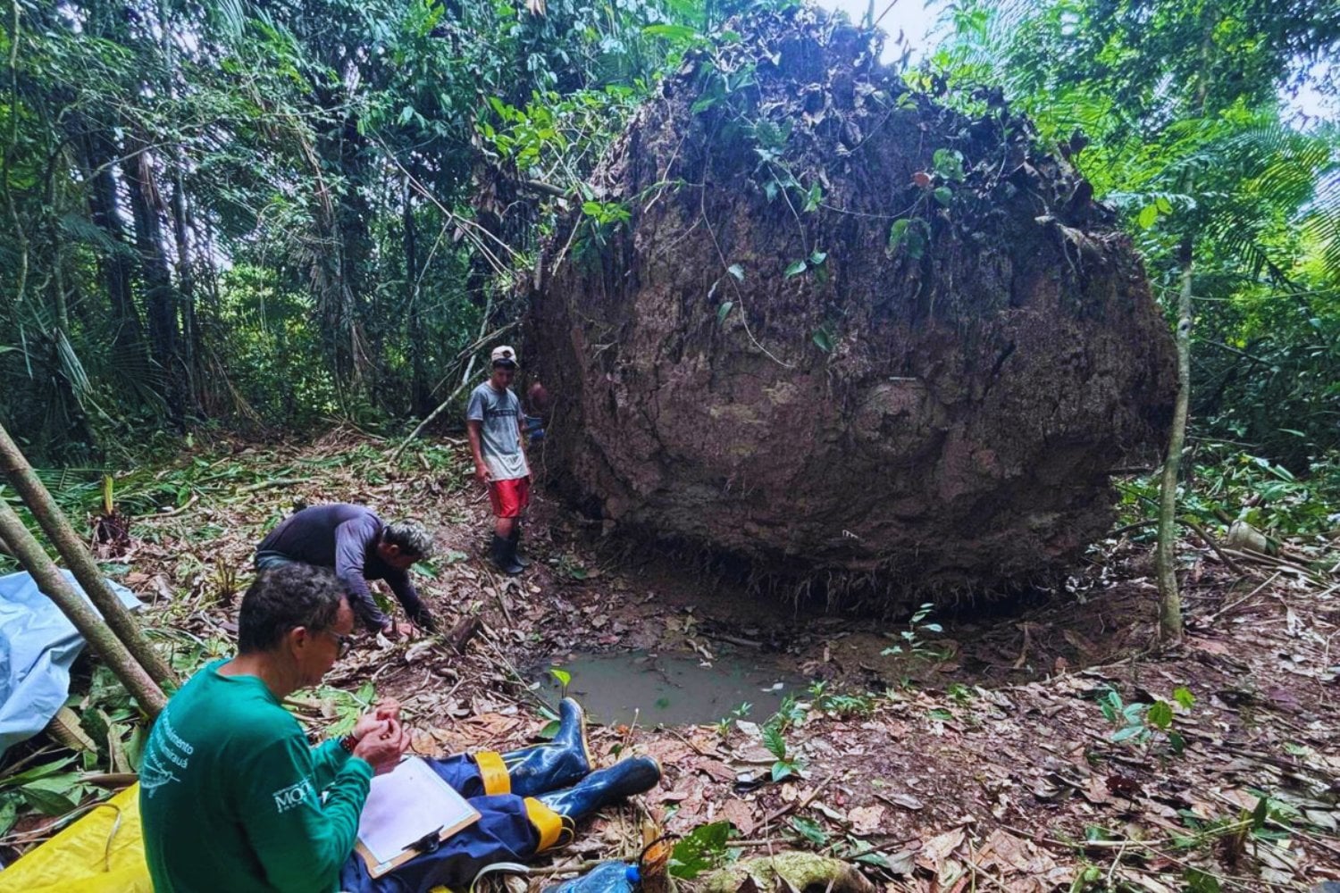 Lo que escondían las raíces: el misterio de las esferas halladas tras la caída de un árbol en el Amazonas