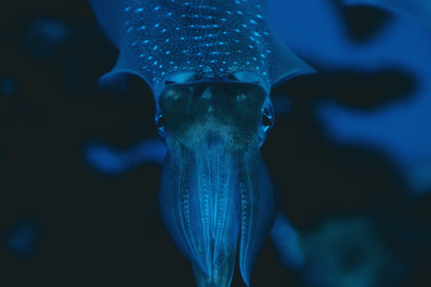 El secreto que guardaba una roca japonesa: descubren 40 especies de calamares de hace 100 millones de años