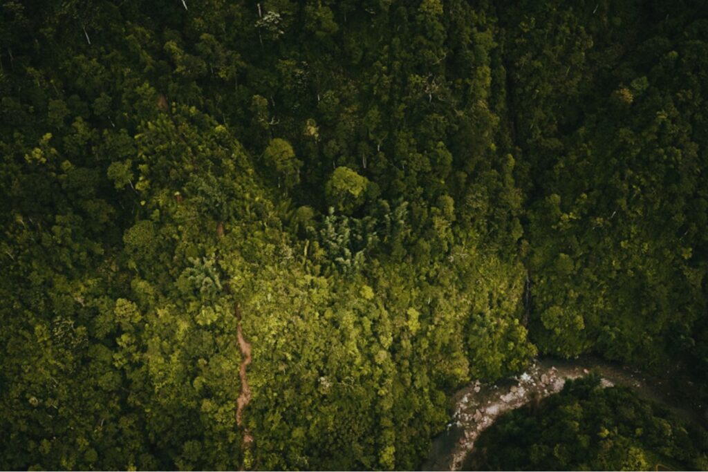 Lo que escondían las raíces: el misterio de las esferas halladas tras la caída de un árbol en el Amazonas