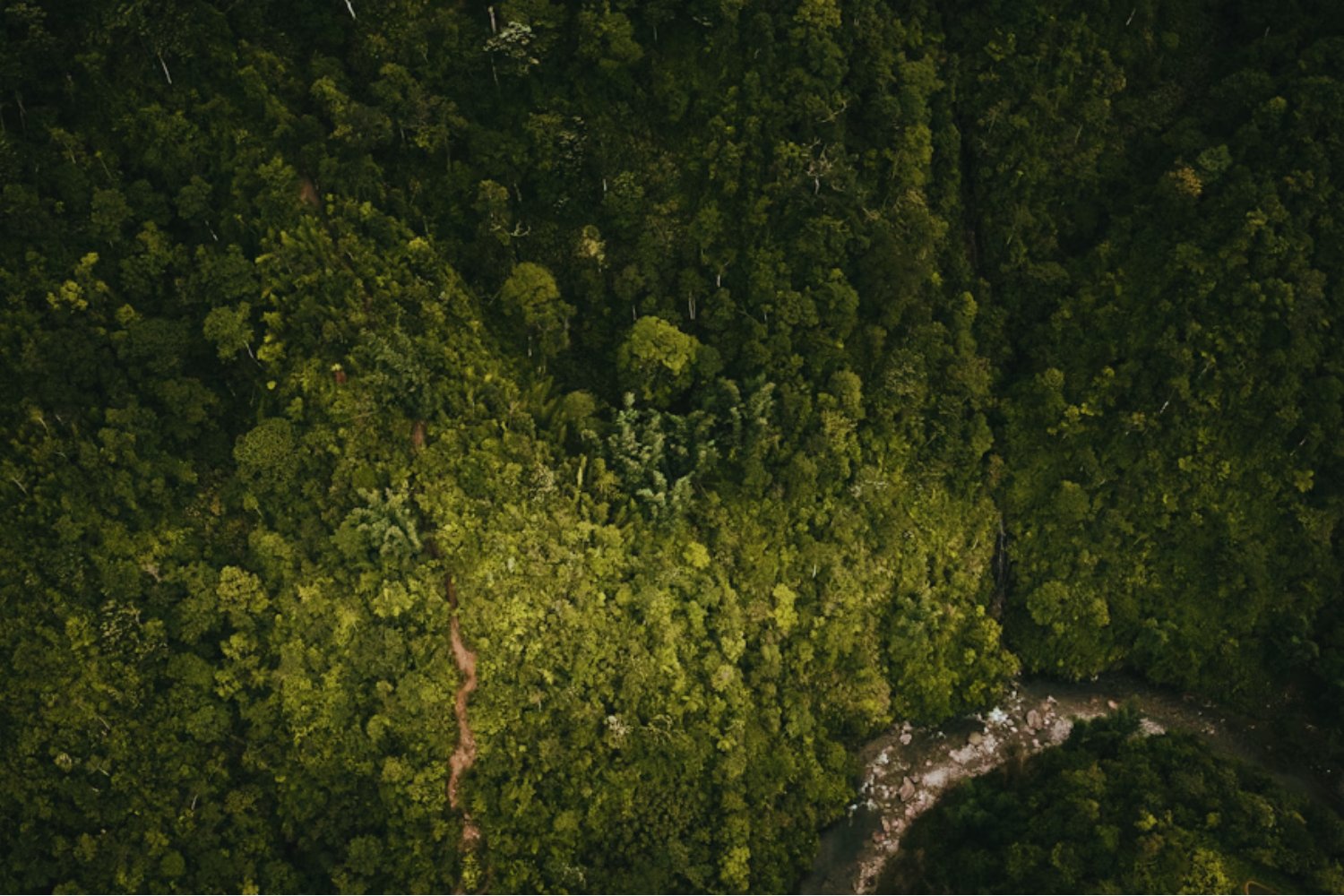 Lo que escondían las raíces: el misterio de las esferas halladas tras la caída de un árbol en el Amazonas