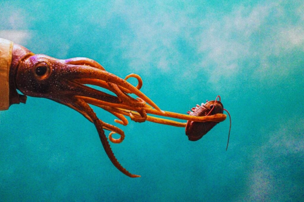 El secreto que guardaba una roca japonesa: descubren 40 especies de calamares de hace 100 millones de años