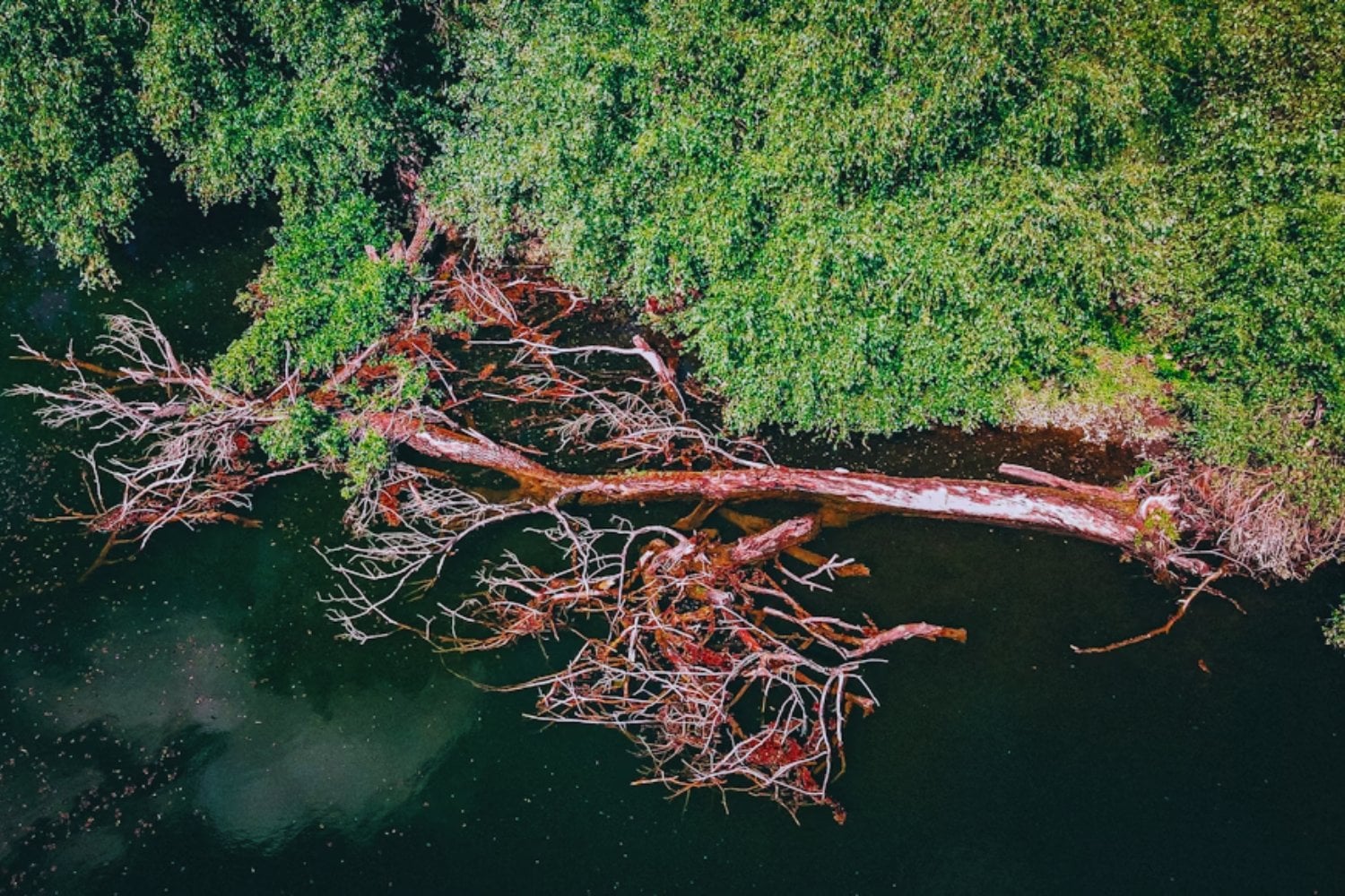 Lo que escondían las raíces: el misterio de las esferas halladas tras la caída de un árbol en el Amazonas
