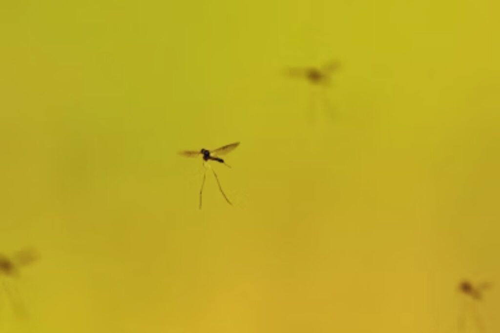 El mosquito que no pica, pero espía: el nuevo dron militar de China inquieta al mundo