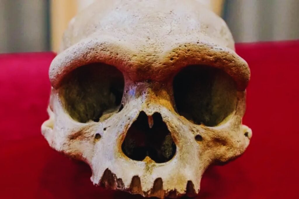 El rostro oculto de los denisovanos: un giro en la historia evolutiva que desafía todo lo que creíamos saber