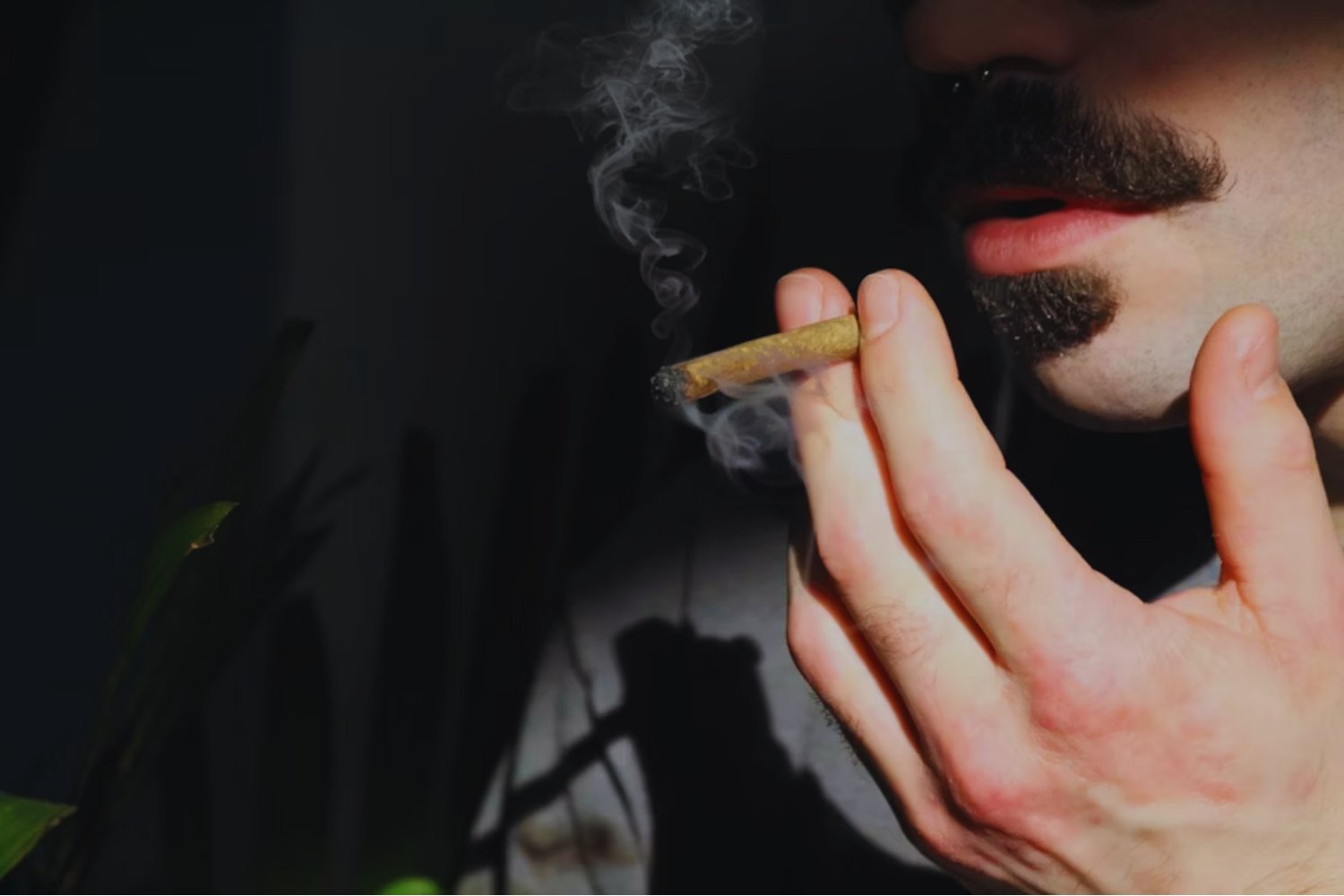 Lo que el corazón no olvida: la advertencia silenciosa detrás del cannabis moderno