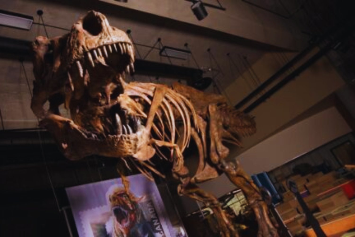 Un fósil olvidado reescribe la historia del T. rex (y revela un ancestro oculto en Mongolia)