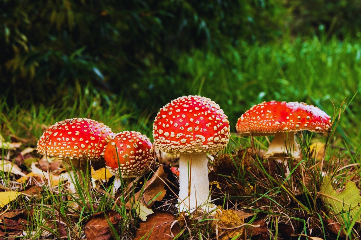 Nueva Zelanda da un paso inesperado en salud mental: aprueba el uso medicinal de los “hongos mágicos”