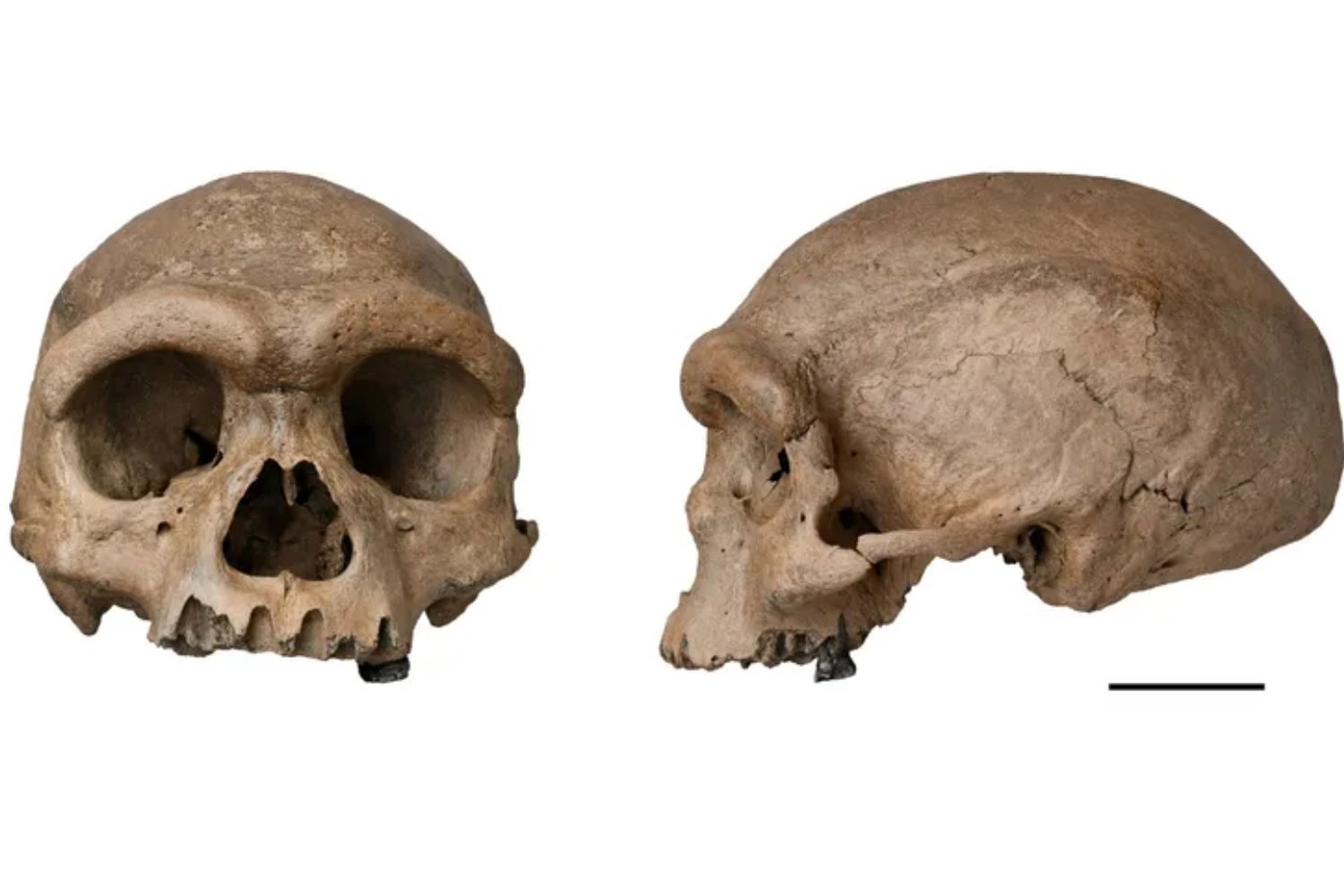 El rostro oculto de los denisovanos: un giro en la historia evolutiva que desafía todo lo que creíamos saber