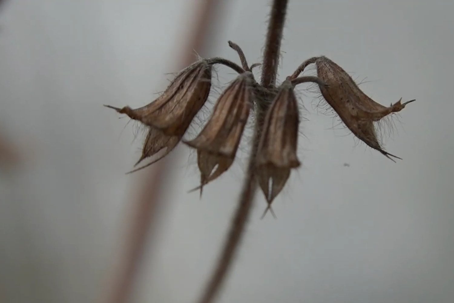 La infusión olvidada que limpia tu interior sin que te des cuenta