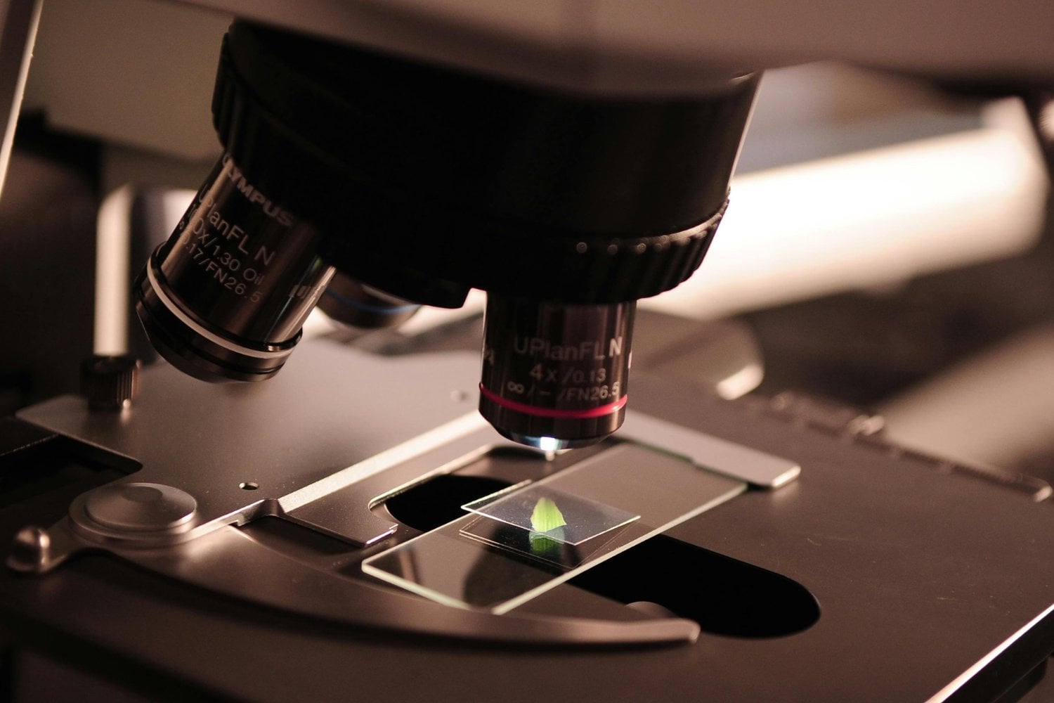 El enemigo invisible que podría estar saboteando tu fertilidad sin que lo sepas