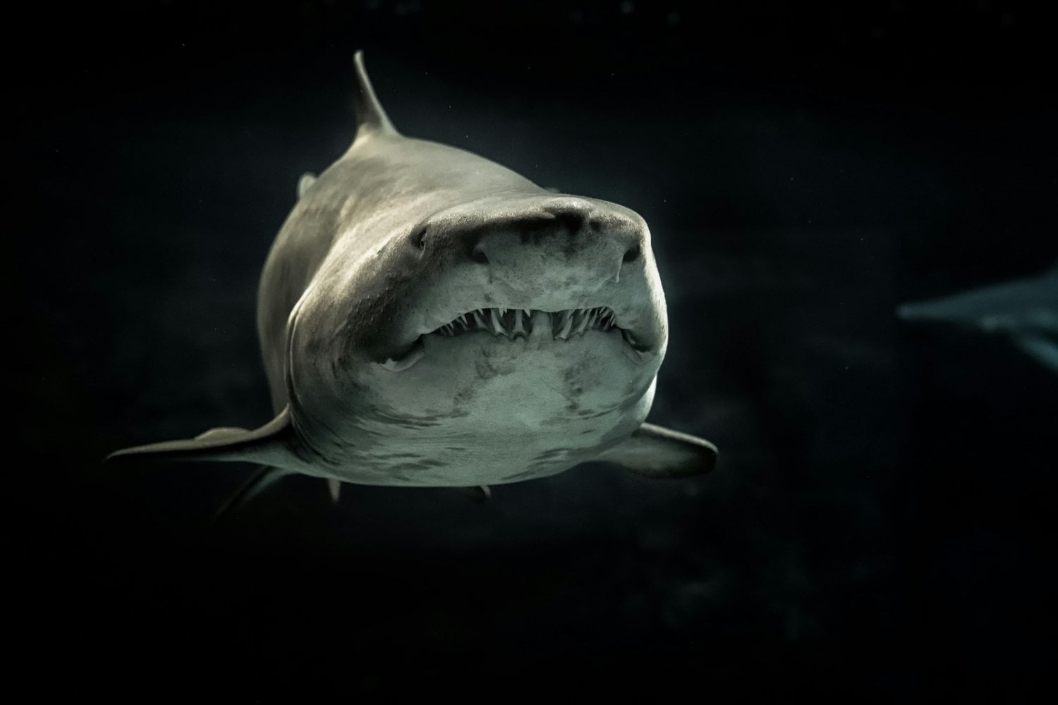 ¿Por qué los tiburones tienen "nariz" si no respiran aire? El sorprendente poder oculto de su olfato