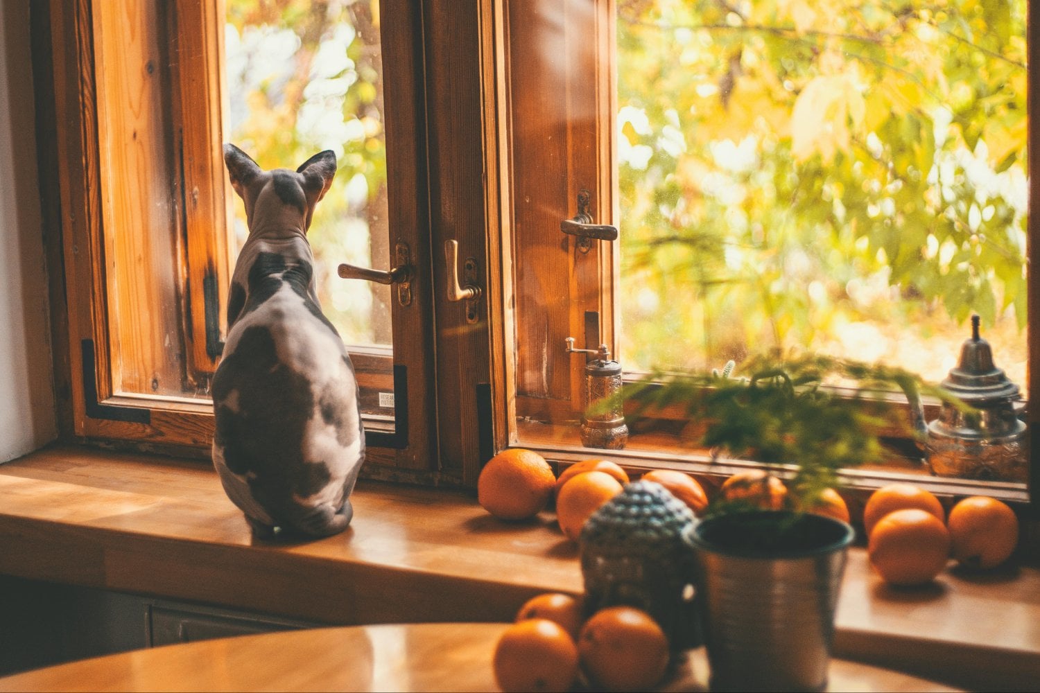 El rincón secreto que todo gato necesita en las noches de invierno