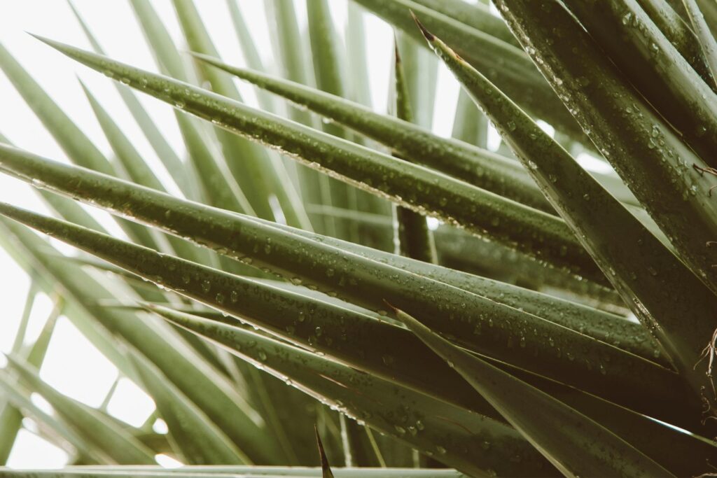 Regar no siempre es cuidar: señales ocultas de que tu yuca está en peligro