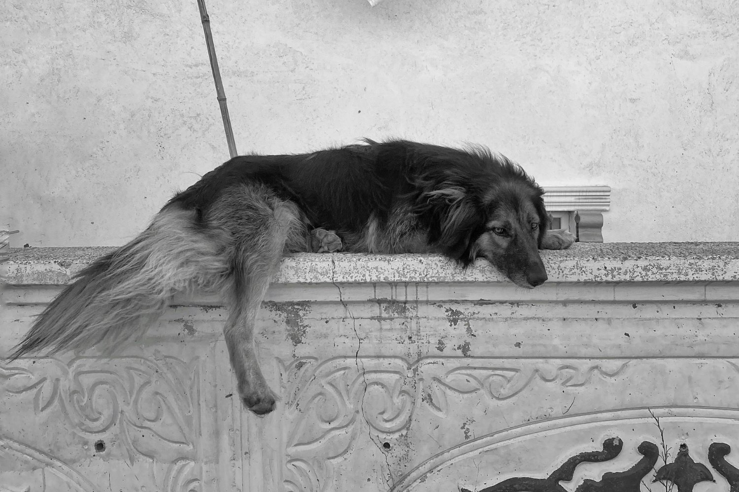 Los perros no llegaron con los primeros humanos: lo que revelan sus huellas en Sudamérica