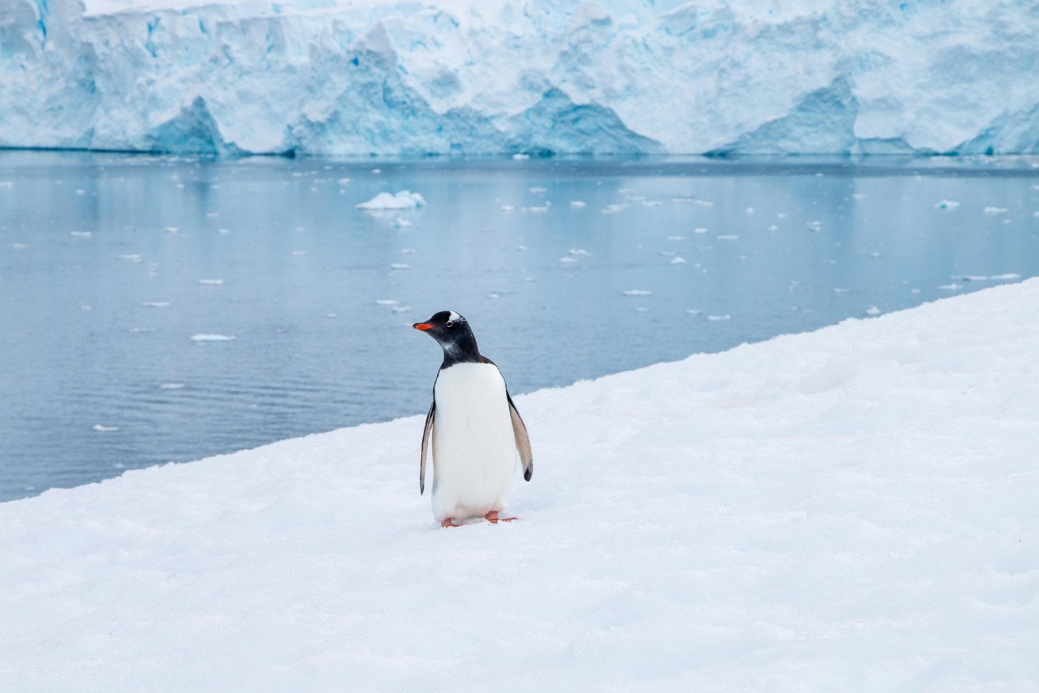 El crimen que cambió el destino de miles de pingüinos en la Patagonia