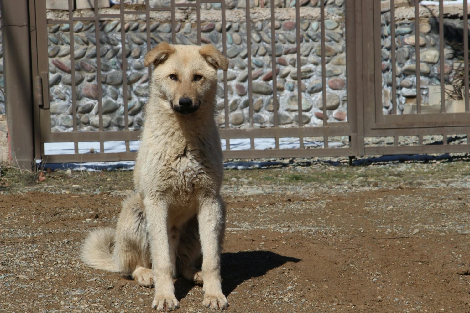 Los perros no llegaron con los primeros humanos: lo que revelan sus huellas en Sudamérica