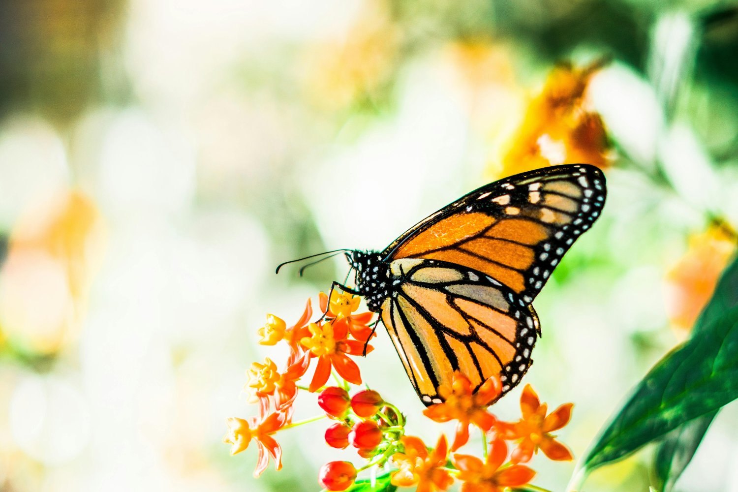 Un hallazgo inesperado en Argentina reescribe la evolución de las mariposas