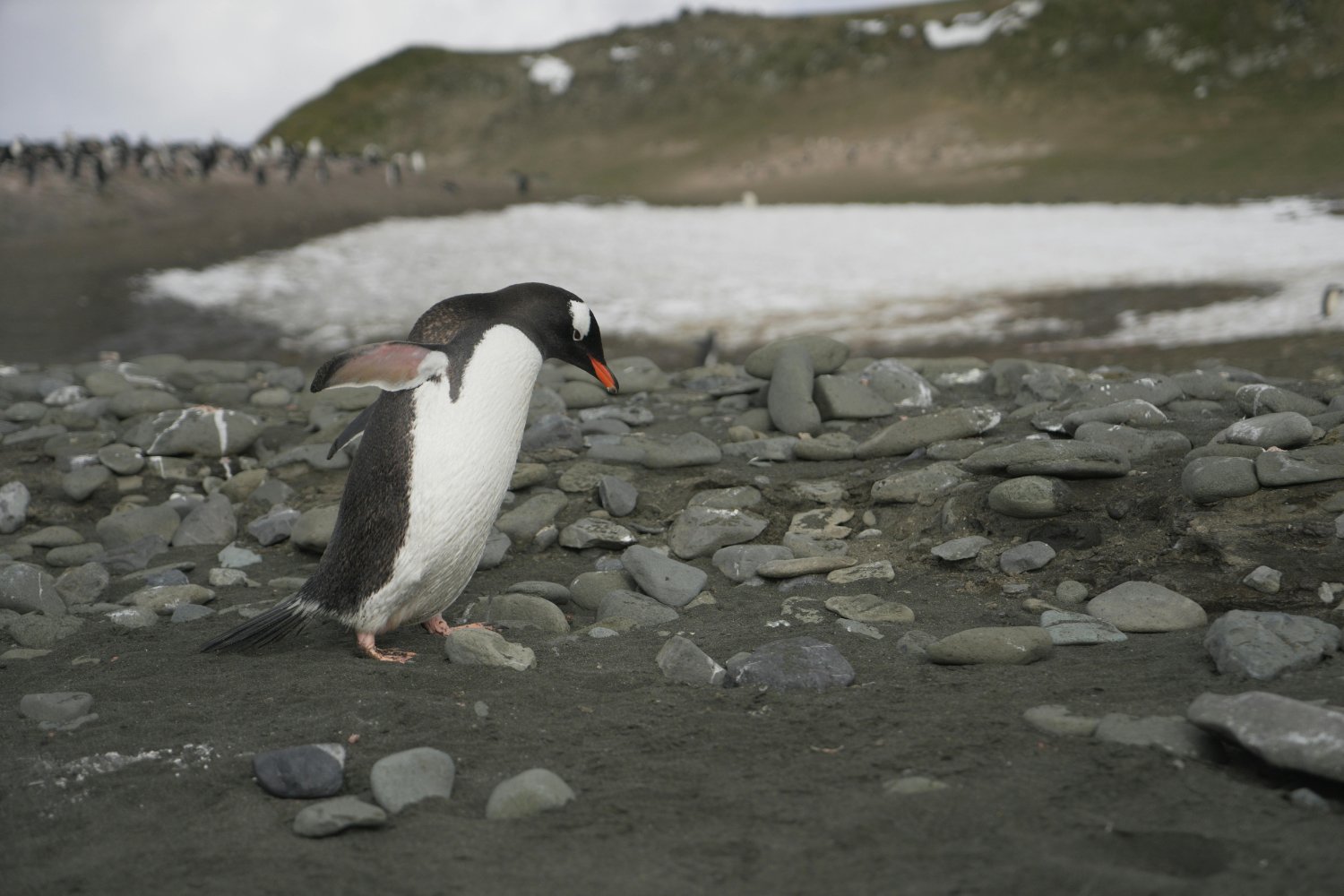 El crimen que cambió el destino de miles de pingüinos en la Patagonia