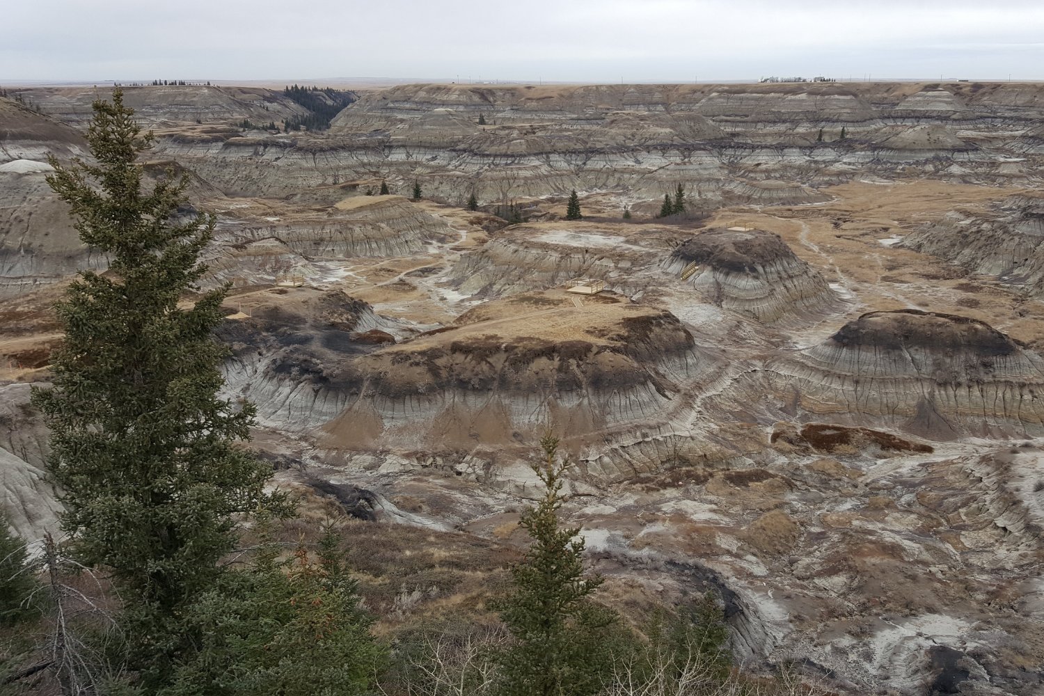 Estamos perdiendo el mundo: la devastadora verdad que esconde la extinción silenciosa
