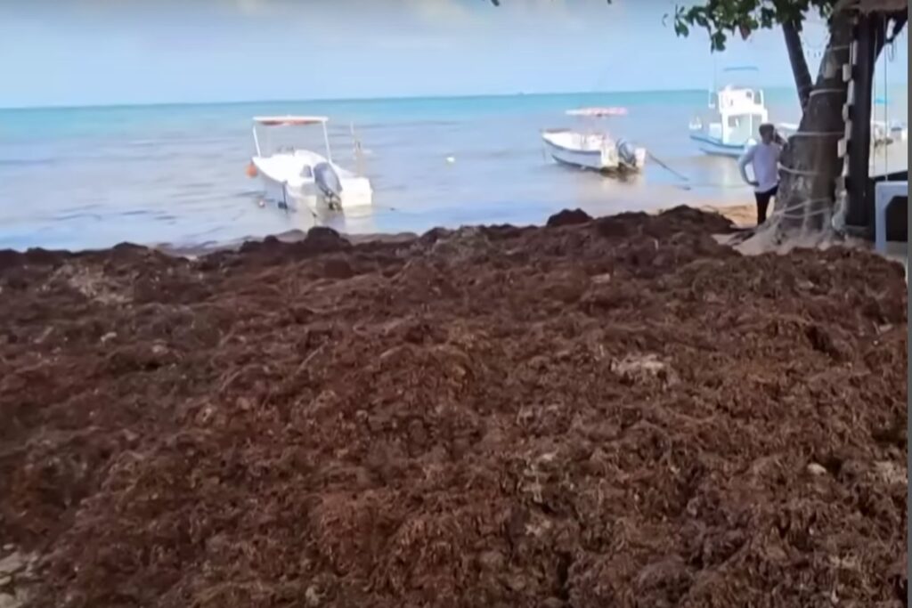 El enemigo invisible que ahoga las playas del Caribe y pone en jaque al turismo
