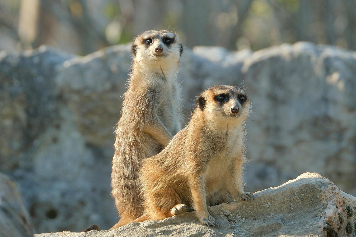 El secreto que salvó a los mamíferos de Sudamérica de una extinción global