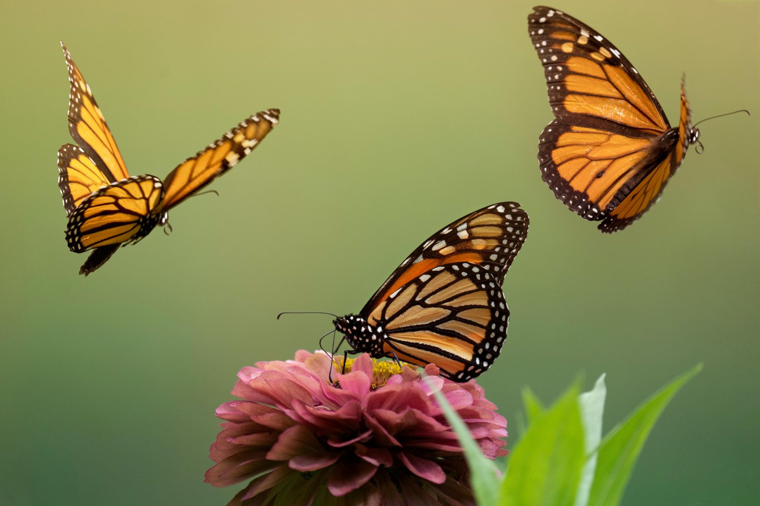 Un hallazgo inesperado en Argentina reescribe la evolución de las mariposas