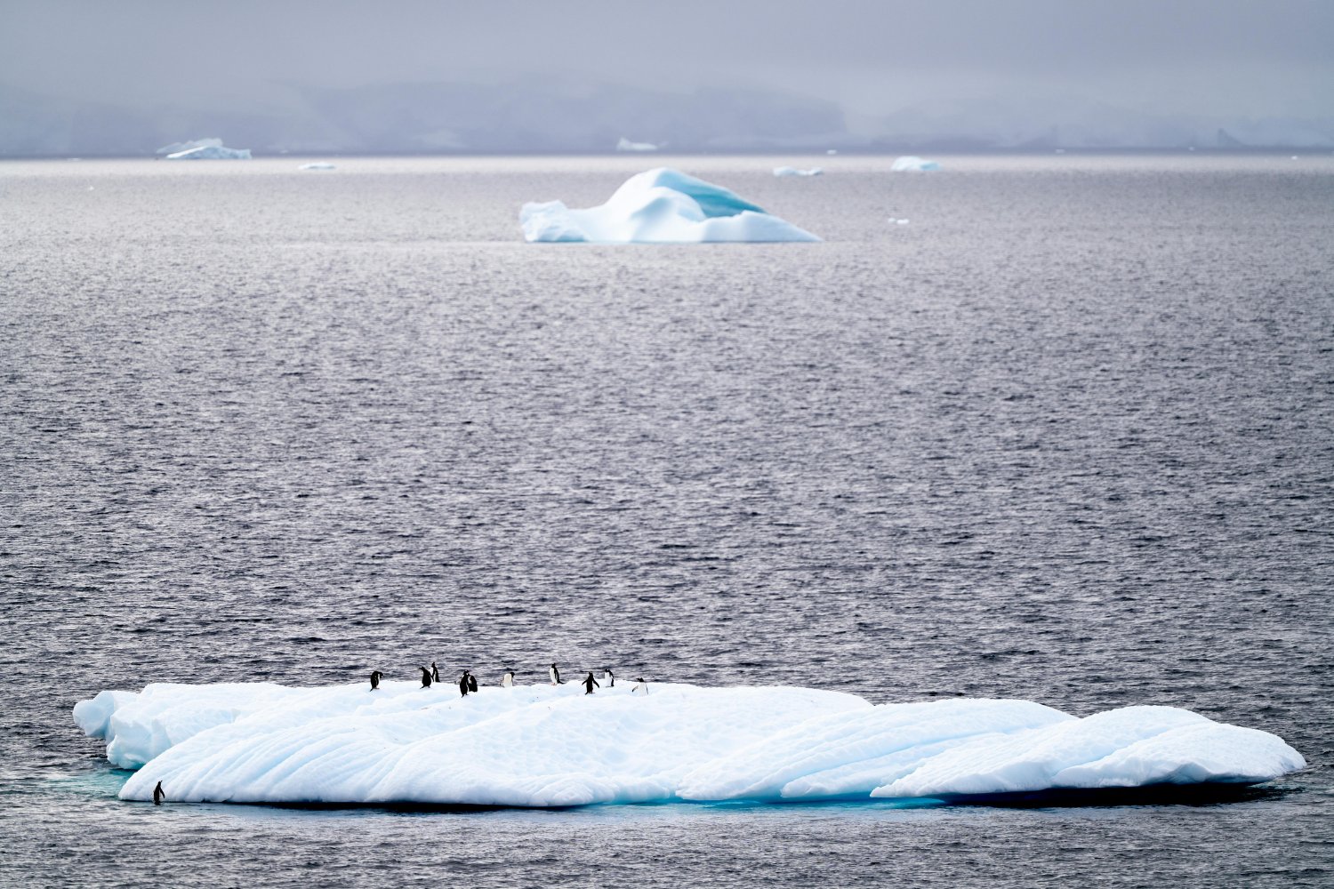 El crimen que cambió el destino de miles de pingüinos en la Patagonia