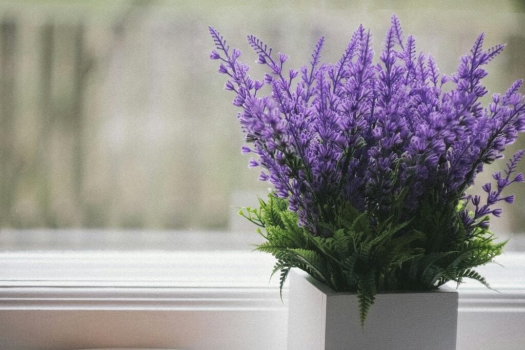 El secreto para que tu lavanda en maceta florezca como nunca